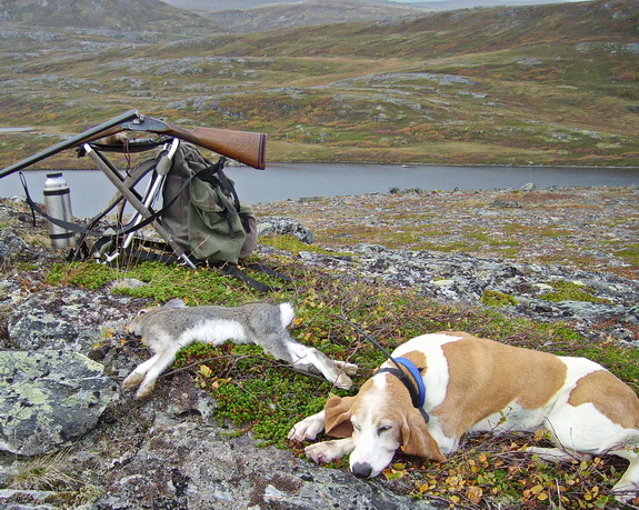 Harejakt sørøya Harejakt sørøya
